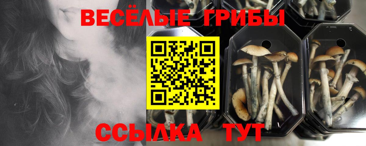 Псилоцибиновые грибы мицелий  Псилоцибиновые грибы прущие грибы  Вход с VPN  Ишимбай 